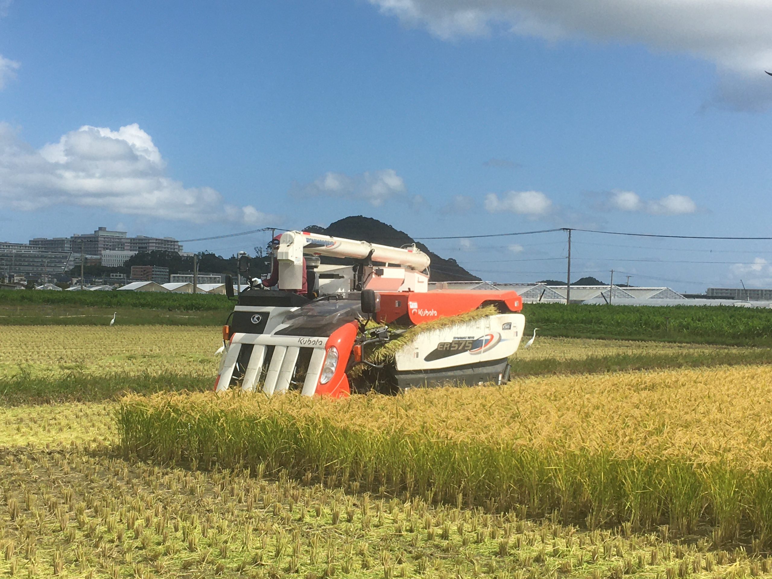 麦まきが終了しました