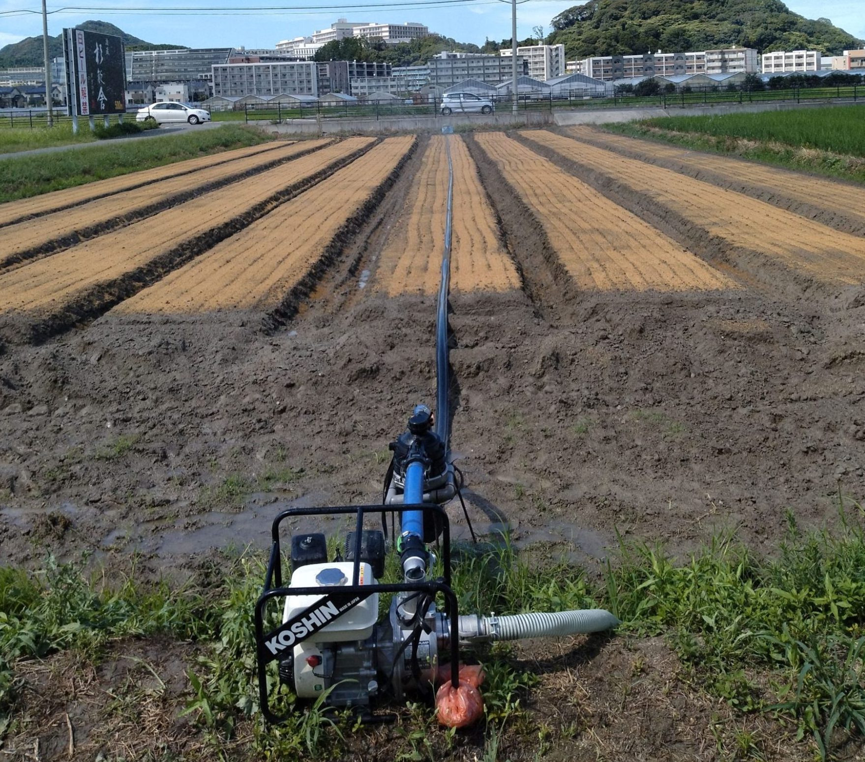 2023 夏季～人参を播種しました～